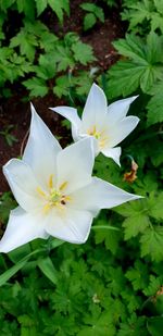 Close-up of white flowering plant