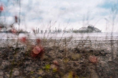 Plants growing on land against sky