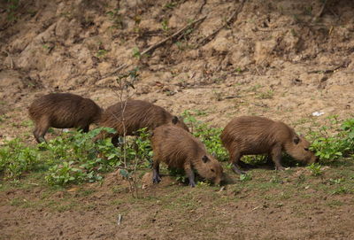 Family of capybara hydrochoerus hydrochaeris feeding and resting on riverbank, bolivia.