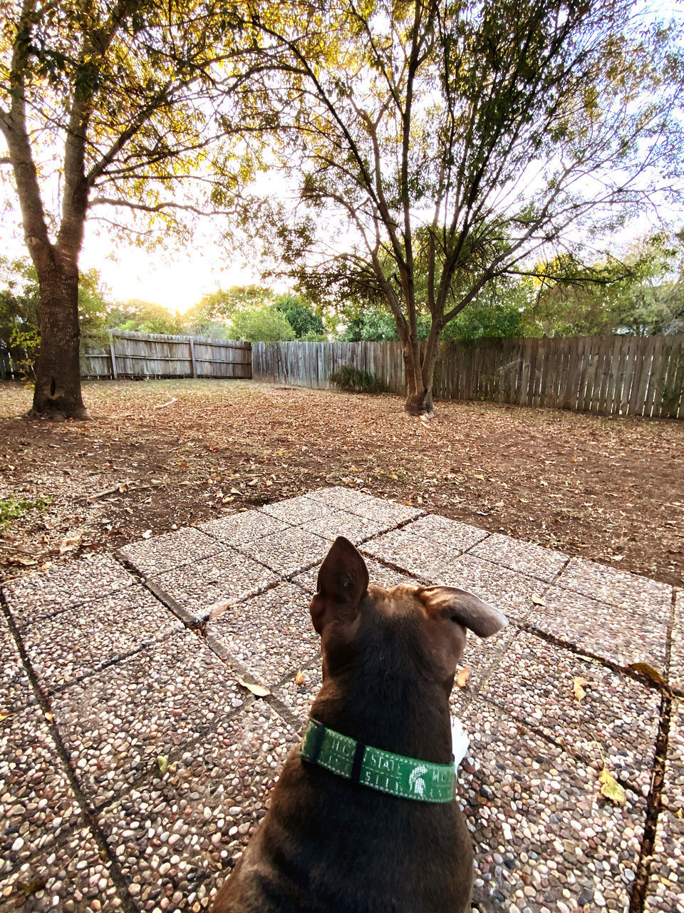 DOG SITTING AT PARK