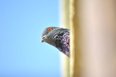 Close-up of pigeon perching