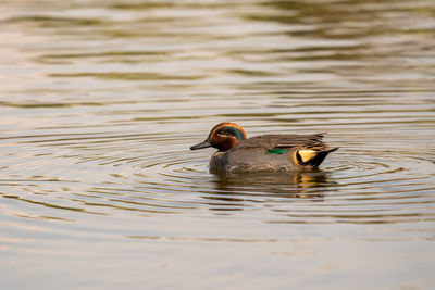 Duck swimming in lake