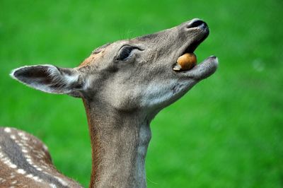 Close-up of axis deer eating food