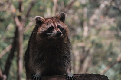 Close-up of cat looking away in forest