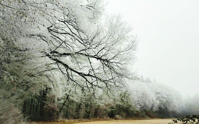 Low angle view of tree against sky