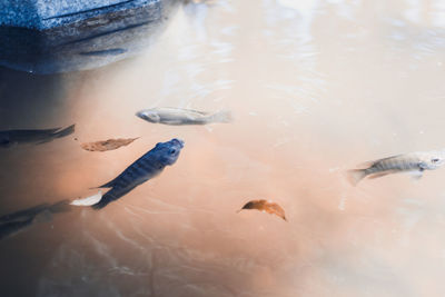 High angle view of fish swimming in water