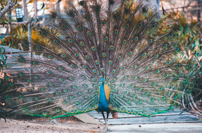 Close-up of peacock