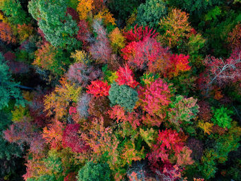 Full frame shot of multi colored flowering plants