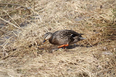 High angle view of bird on field