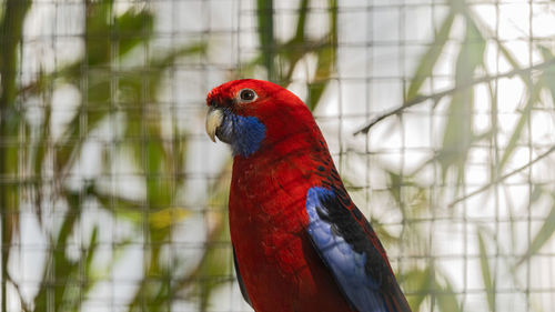 Close-up of parrot perching on a tree