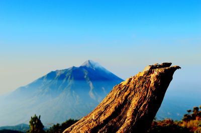Close-up of dead plant against mountain range