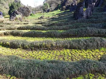 Scenic view of field