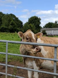 Portrait of cow standing on field by railing against sky