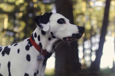 Close-up of dog against trees