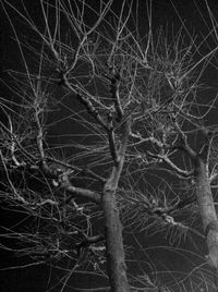 Low angle view of bare trees at night