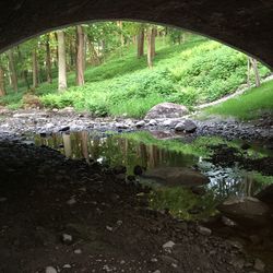 River flowing through forest