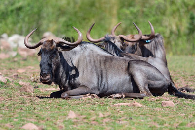 Wildebeests sitting in a meadow 