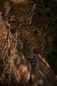 Cat relaxing in a tree