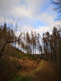 Low angle view of trees on field against sky