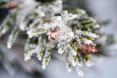 Close-up of snow on leaf during winter