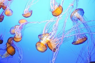 Underwater view of sea