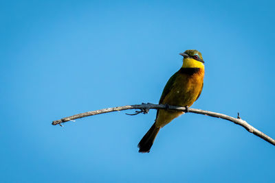 Little bee-eater on branch staring at camera