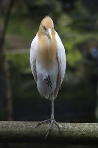 Close-up of bird perching on railing