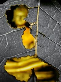 Close-up of yellow flower