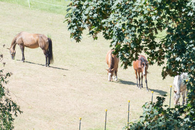 Horses grazing in a field