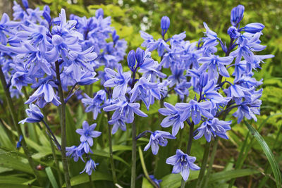 Close-up of purple flowers blooming in field