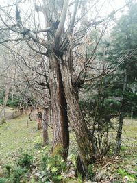 Bare trees in forest