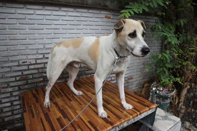 Portrait of dog standing against brick wall