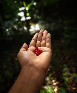 Cropped hand of woman holding flower