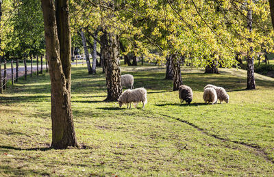 Sheep grazing in a field