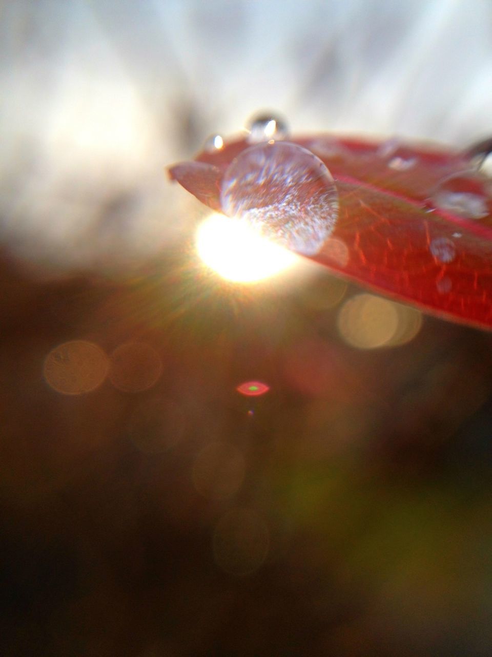 focus on foreground, close-up, sun, lens flare, red, selective focus, beauty in nature, sunlight, nature, sunset, outdoors, no people, growth, sunbeam, day, tranquility, sky, fragility, plant, orange color