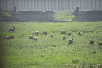 Sheep grazing on field