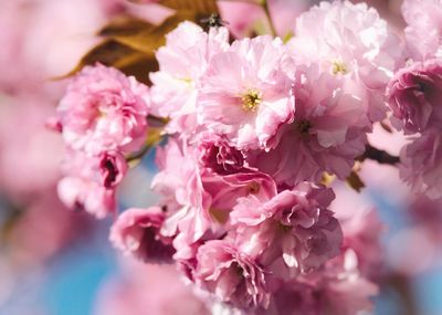 Close-up of pink cherry blossoms. sakura blossom.