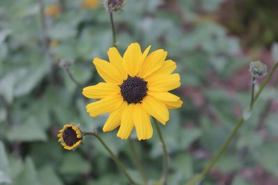 Close-up of yellow flower blooming outdoors