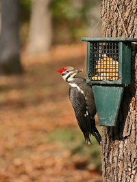 Close-up of bird perching on feeder