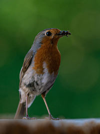 Close-up of bird perching