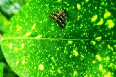 Close-up of insect on leaf