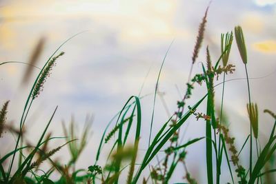 Close-up of plant growing in field