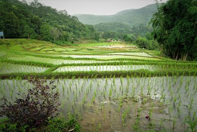 Scenic view of rice paddy by mountain