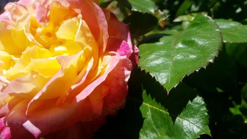 Close-up of yellow rose flower