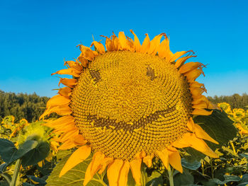 Close-up of yellow sunflower against sky