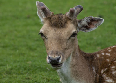 Close-up portrait of deer