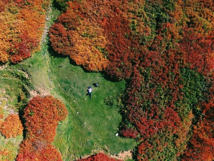 autumn, high angle view, leaf, day, plant, nature, beauty in nature, aerial photography, growth, tree, land, green, soil, scenics - nature, water, tranquility, outdoors, flower, no people, aerial view, tranquil scene, landscape, non-urban scene, environment, sunlight, woodland, forest, red, field