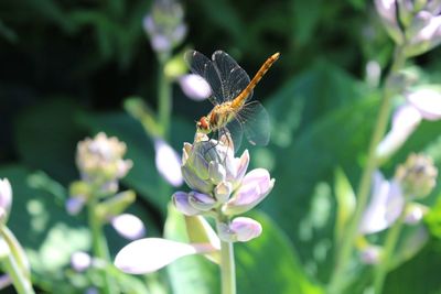 Close-up of butterfly on flower