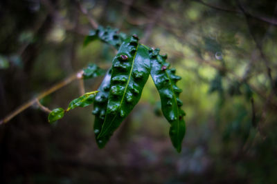 Close-up of wet plant leaves