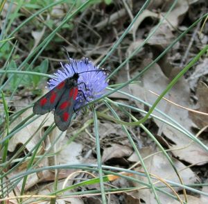 Butterfly on flower